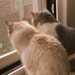 A profile image of Moon