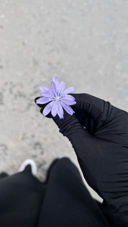 A profile image of Maryam Shiblee