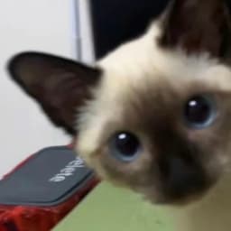 A profile image of Frank