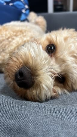 A profile image of Cheeky G Designs