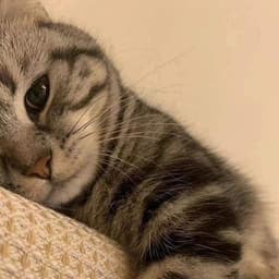 A profile image of pawpaw