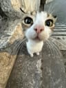 Profile picture of tunaur