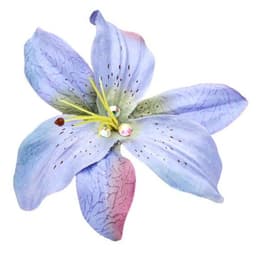 A profile image of beegalactica