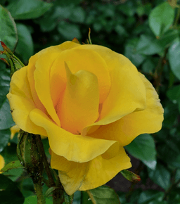 A profile image of Dean.Edinburgh