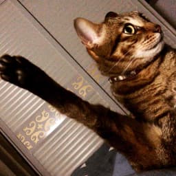 A profile image of 青椒酉肆