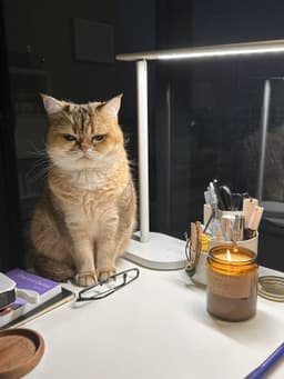 A profile image of Dentistry Organiser