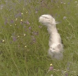 A profile image of soomi