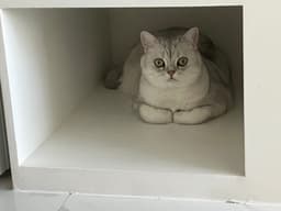 A profile image of Lily