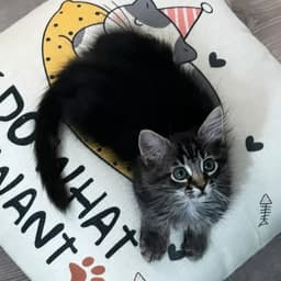 A profile image of NYCLifewithNyx