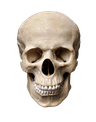 Foto do perfil de Allielikeapearl