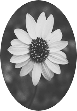 A profile image of flower