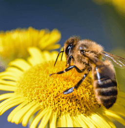 A profile image of sistema de manejo de colmenas