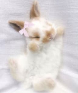 A profile image of Mustad :)