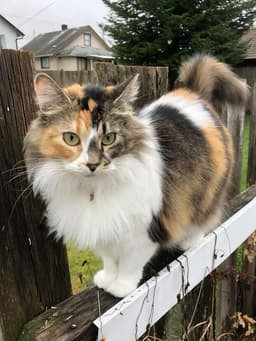 A profile image of Mahadi Hasan