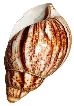 A profile image of Friend of the Snails ✿