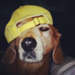 A profile image of Silly