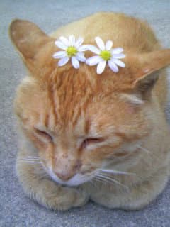 A profile image of 猫に夢