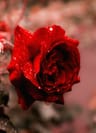 Profile picture of Flower