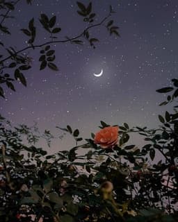 A profile image of Dianna Templates