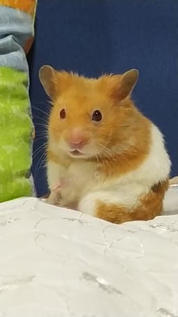 A profile image of Mirola