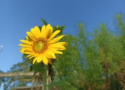 A profile image of qiaa