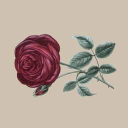 A profile image of Thorn Templates