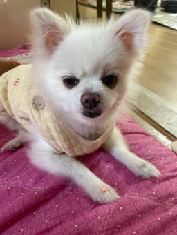 A profile image of 디돈