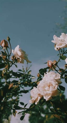 A profile image of theorganisedstudent