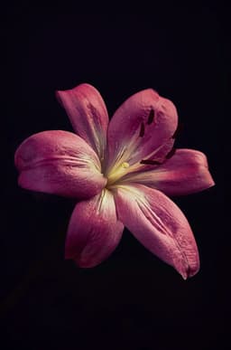 A profile image of Canopus