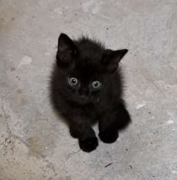 A profile image of BeesandBooks