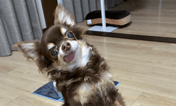 A profile image of シアン