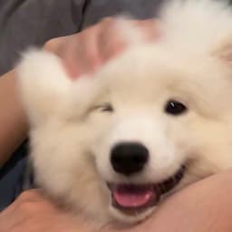 A profile image of Template Retriever