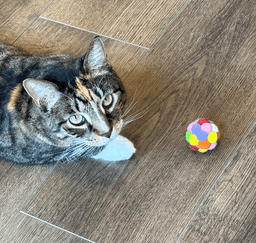 A profile image of Little Human