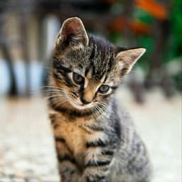 A profile image of Bruce Wayne