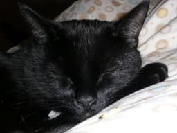 A profile image of Bud82jp