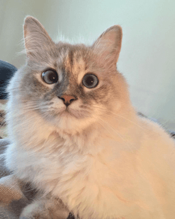 A profile image of Celia Mattison