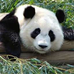 A profile image of Gnol Knol