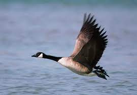 A profile image of Goose Notions
