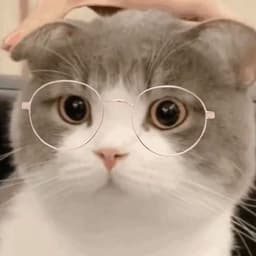 A profile image of Honglin Wang