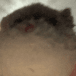 A profile image of Isabella Ariana Agius