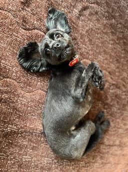 A profile image of くろやなぎ