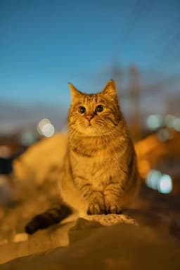 A profile image of Maggie Hong