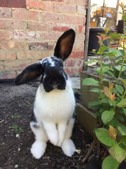 A profile image of Mohan Wadia