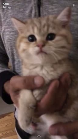 A profile image of Agenda