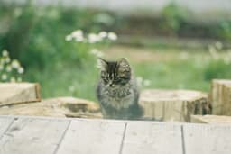 A profile image of ngoc