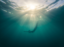 A profile image of Roomie