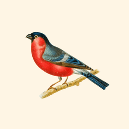 A profile image of Rose Garden