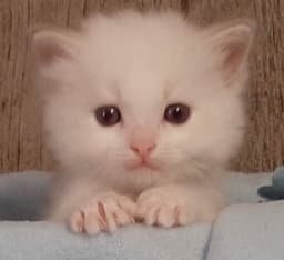 A profile image of Yi Xiao