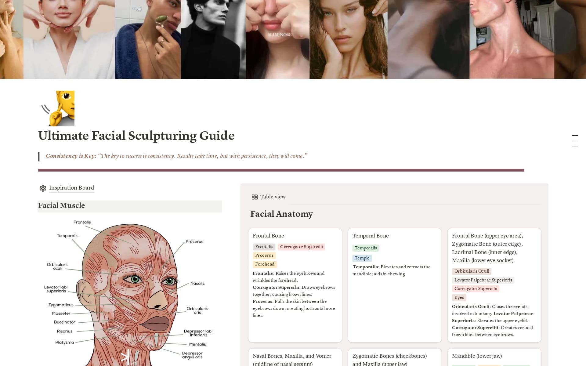 Ultimate facial Sculpturing Guide Template | Notion Marketplace